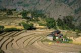 Paddy fields