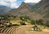 Paddy fields