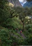 In the forest