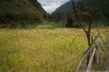 Millet fields