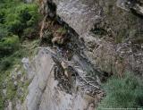 Rock cut trail