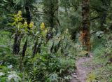 In  the forest