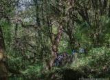 More forest