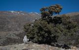 Descending in the forest towards Marpha (we're coming from the snowy ridge above)