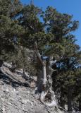 Giant cypress tree