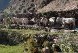 Our 9 mules at our first camp near Suligad 