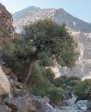 Wild olive tree