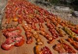 Drying tomatoes