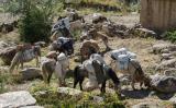 Our mules on the trail