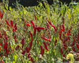 Chillies