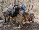 Our mules