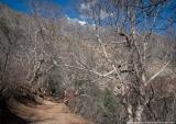 Winter forest