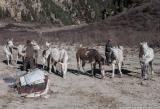 Mules getting gathered for loading