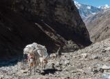 Heading up towards "Snow Camp"