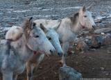 Tethered mules waiting for their food