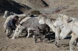 Our mules getting fed