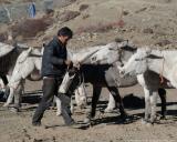 Our mules getting fed