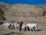 Our mules getting fed