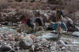 Our mules crossing the river