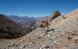 Our mules on the way to the pass
