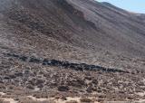 A yak caravan heading towards Tibet