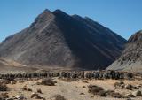 A yak caravan heading towards Tibet