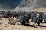 A yak caravan heading towards Tibet