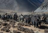 A yak caravan heading towards Tibet