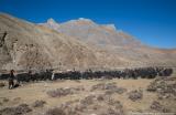 A yak caravan heading towards Tibet