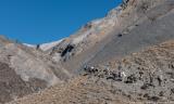 Our mules going through a difficult passage on the way to  Khyoklun Sumna