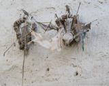 Spirit catchers