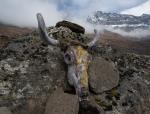 Yak skull