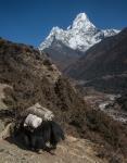 Ama Dablam and yak