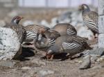 Tibetan partridges in Gokyo