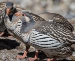 Tibetan partridges in Gokyo