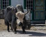 Staring contest with a yak