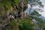 Mule caravan on the way to Jagat