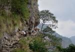 Mule caravan on the way to Jagat
