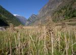 Harvested field