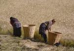 Harvest