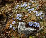 Himalayan Gentians