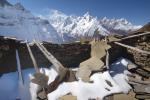 Ruined yak kharka (with Manaslu and Naike Peak in the background)