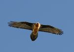 Bearded vulture