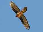 Bearded vulture