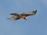 Bearded vulture
