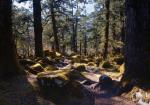 In the forest below Bimthang