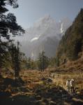 In the forest below Bimthang