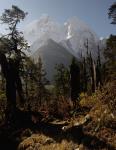 In the forest below Bimthang
