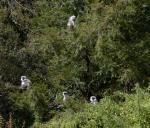 Grey langur monkeys