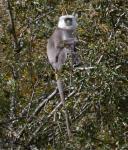 Grey langur monkeys